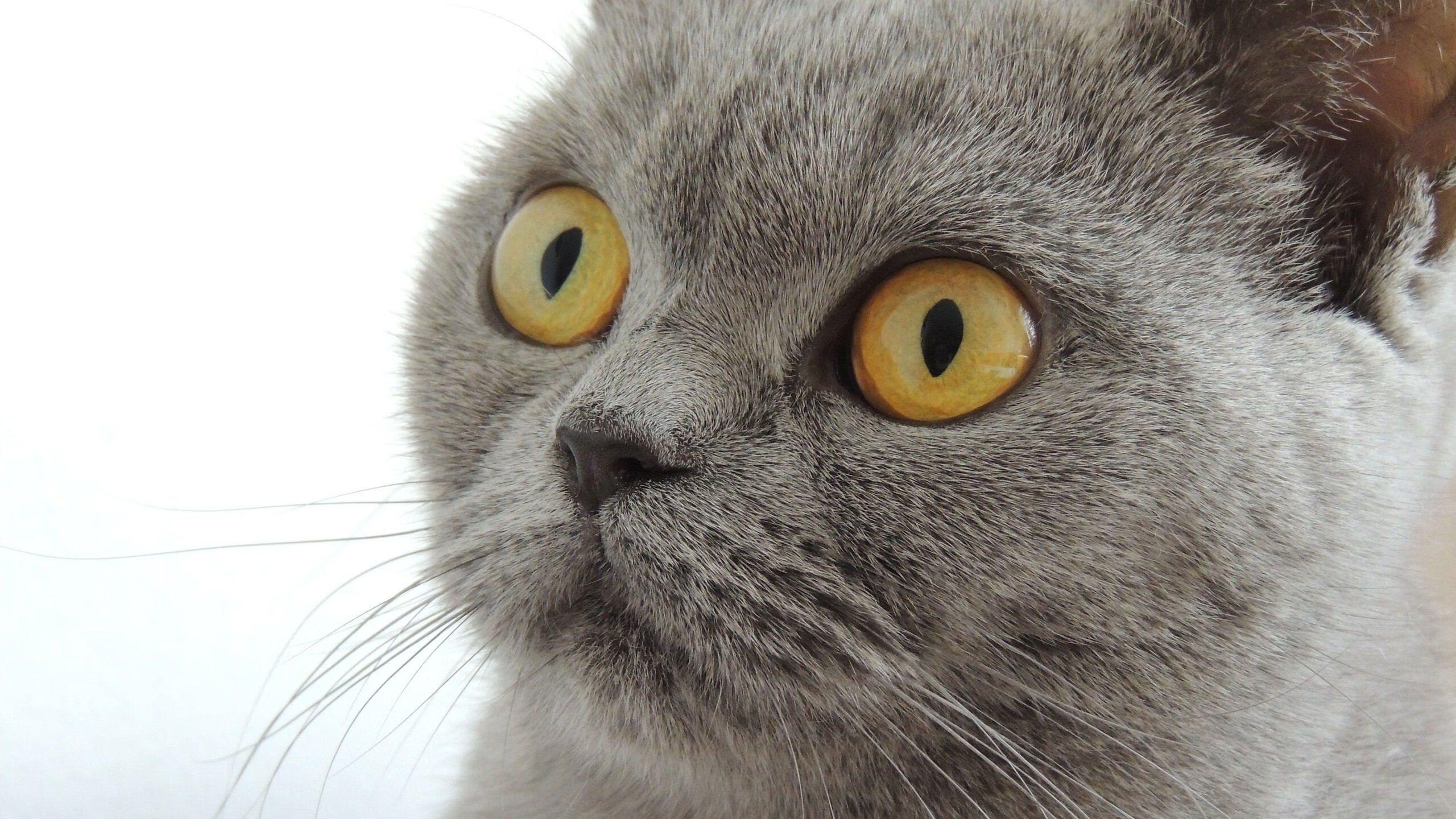 KAIYUNAPP-NBA伤病榜单更新，影响季后赛走势，nba伤病统计