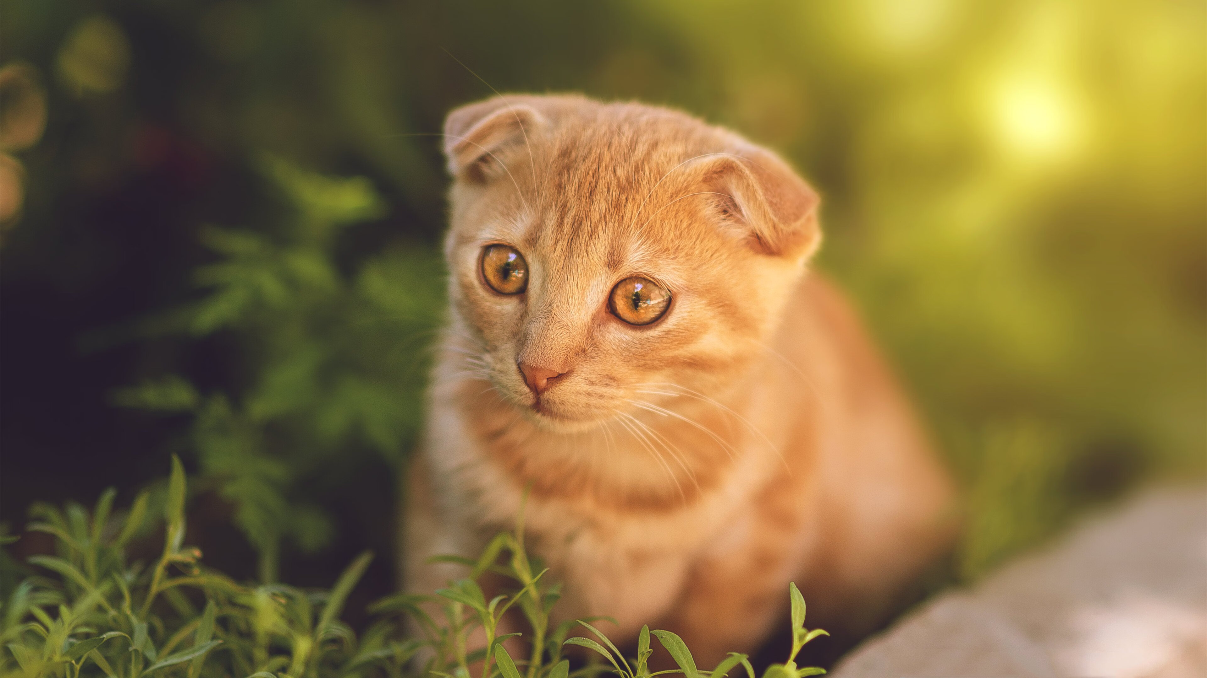 开云-_库里三分神手，再现王牌风采_，库里三分讲解