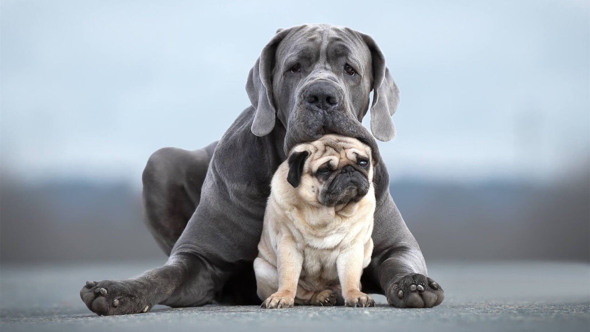 kaiyun登录入口-_篮网队攻势如潮，继续领跑联盟_，篮网的队