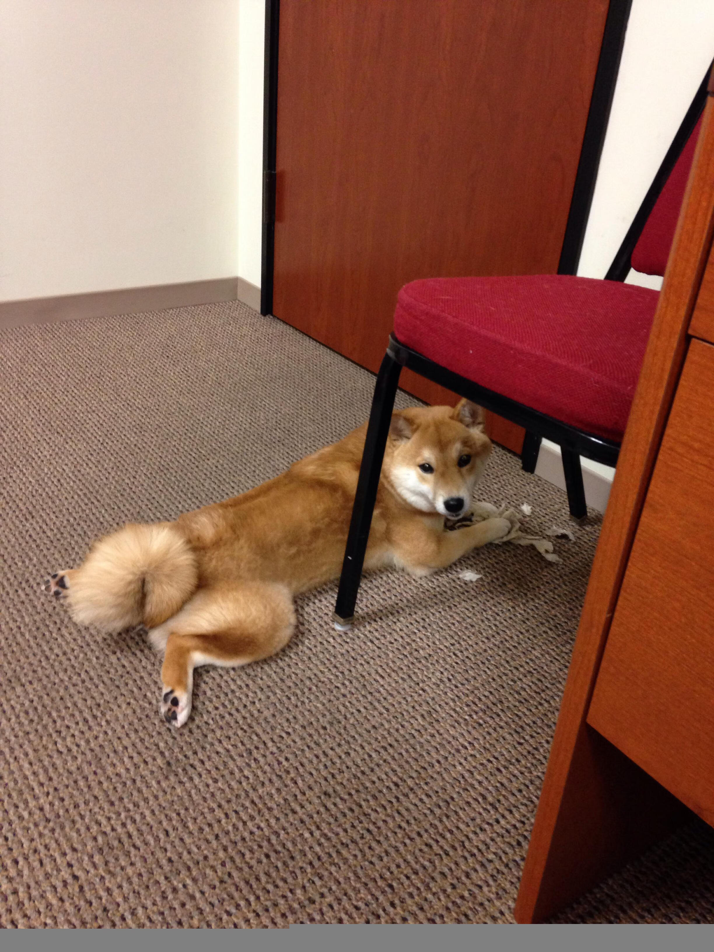 开云·体育全站登录地址-_爵士队防守如铁，零封对手_，爵士队打法