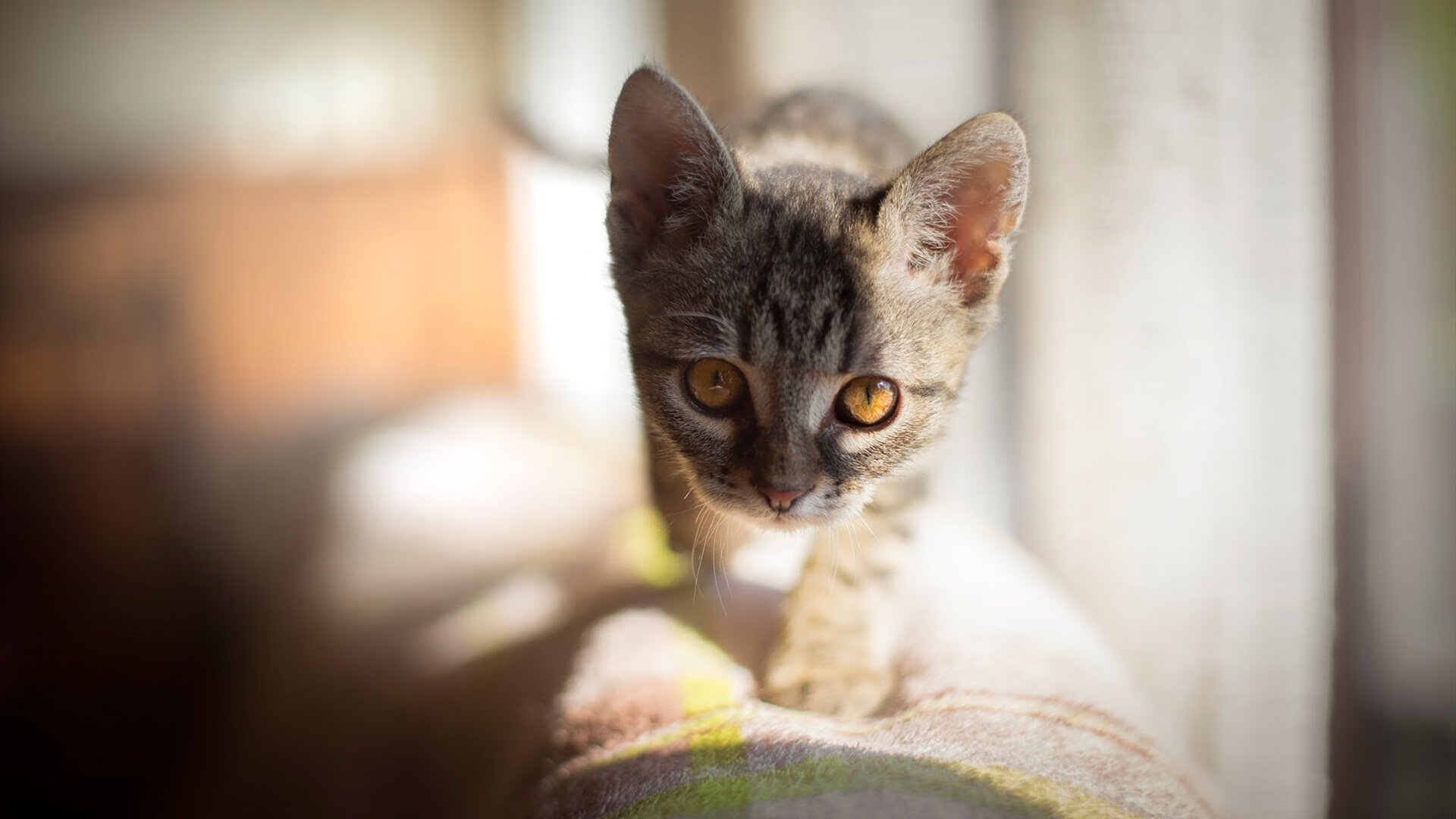 开云入口-“我们用热情融化寒冷”——塞内加尔球迷雪中齐跳萨布尔舞，塞内加尔运动员