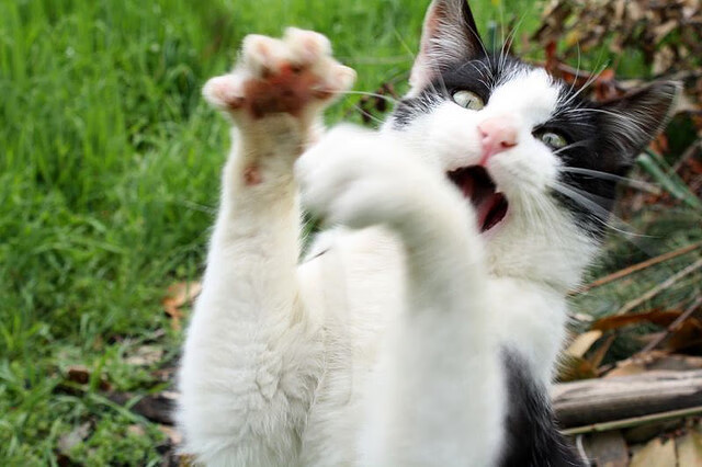 开云体育中国官网-“意甲高校联赛，年轻力量不断崛起”，意甲联赛球队名单