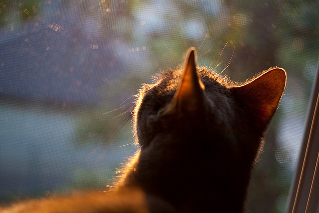 kaiyun官方入口登录-库里：火球球手的“另类”经典全纪录！，库里球技