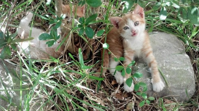 kaiyun登录入口-FaZe出席LOL电竞峰会发表演讲，faze战队csgo最新消息