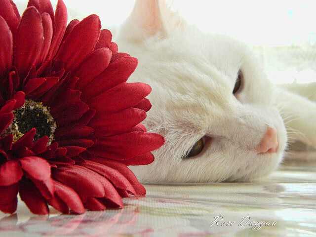 开云·体育官网APP下载-尤文图斯球员拉莫斯在比赛中表现出色，尤文图斯球员拉莫斯在比赛中表现出色吗