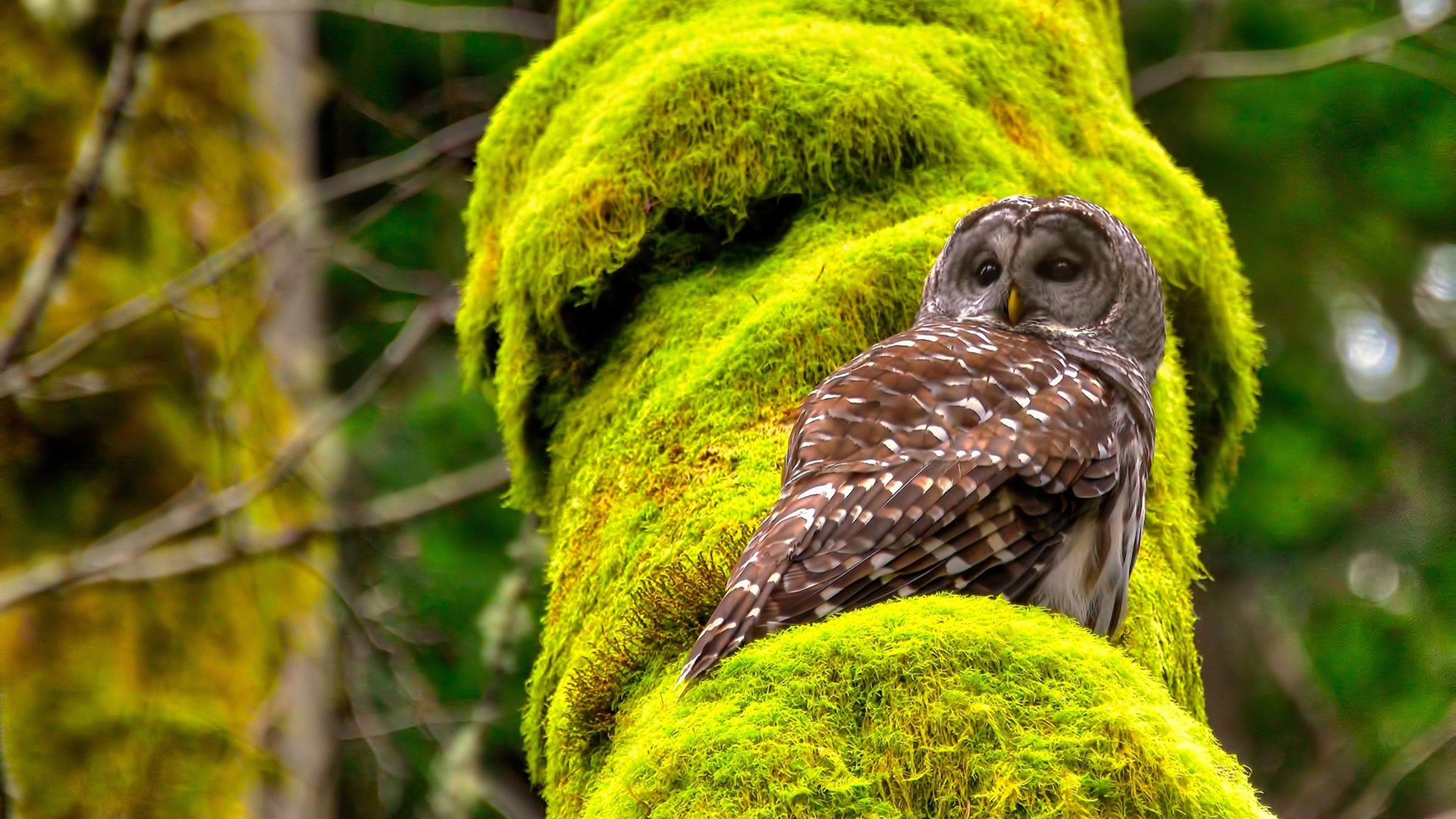 kaiyun-世俱杯决赛：豪门与绿茵新贵的巅峰对决，世俱杯百科