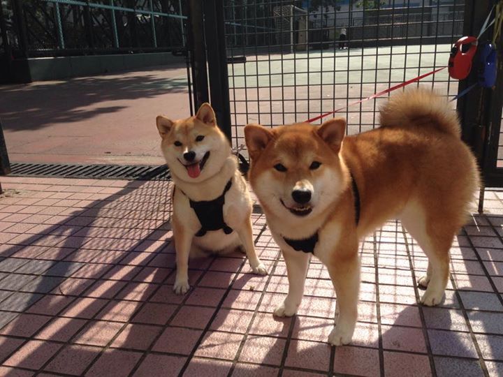 开云网站-CBA球队尝试球员轮换新机制保持阵容活力与健康状态，cba球员转会规则