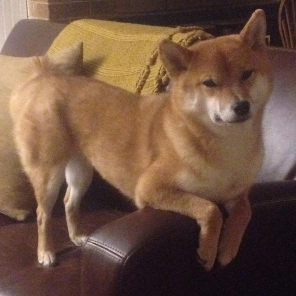 开云·Kaiyun网页版-绿色环保足球装备多渠道推广，推动行业绿色转型，绿色足球队徽